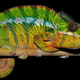 Illustration for article titled Chameleons Are So Good At Hiding, We Didnt Know They Were 10 Species